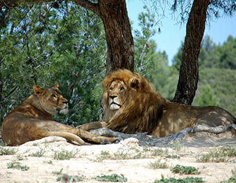 Trip to Sigean African Reserve, attraction near Les Peupliers campsite, nature campsite in Colombiers