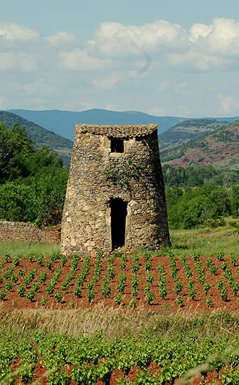 The vineyards and their incredible huts