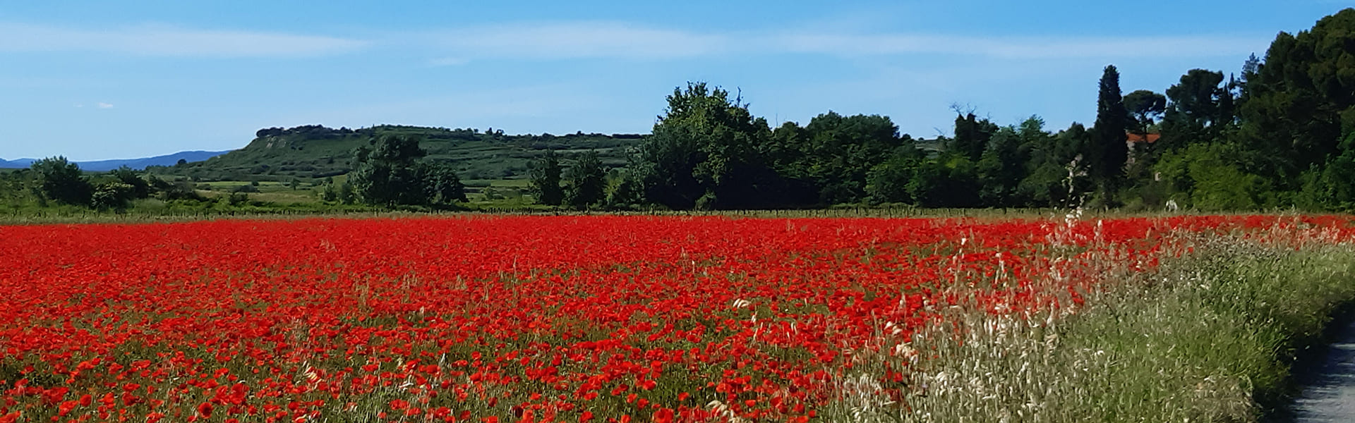 The 3* Les Peupliers campsite is in Colombiers between Narbonne and Béziers on the banks of the Canal du Midi